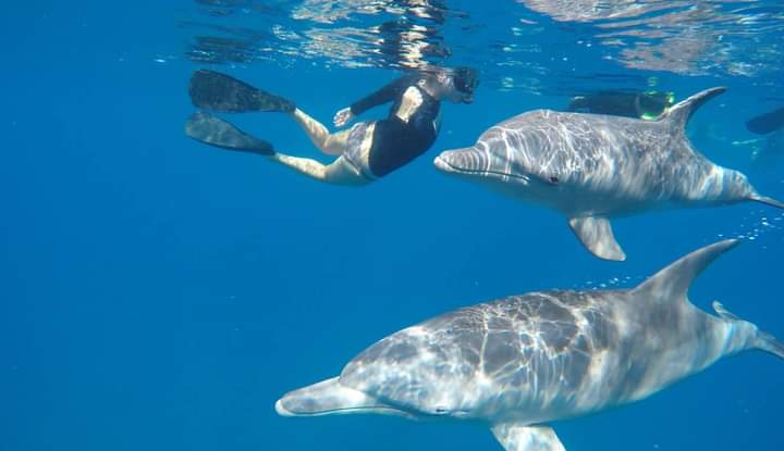 Yourday2day plans a holiday with swimming with dolphins
